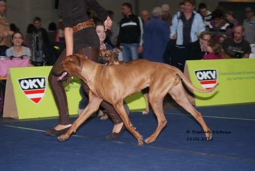 Macuma bei der IHA Graz 2012
