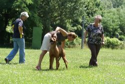 almasi_macuma_zuchtzulassungspruefung_240612_wien_6379