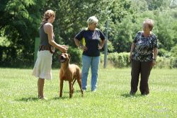 almasi_macuma_zuchtzulassungspruefung_240612_wien_6380