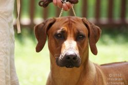 almasi_macuma_zuchtzulassungspruefung_240612_wien_6422