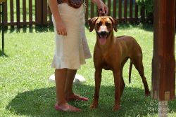 almasi_macuma_zuchtzulassungspruefung_240612_wien_6436