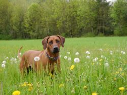 makakadi_nachwuchstreffen_feldkirch_2015_P1030721