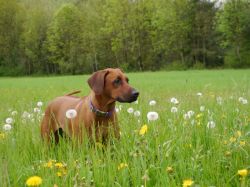 makakadi_nachwuchstreffen_feldkirch_2015_P1030722