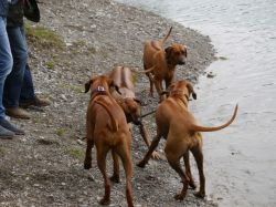 makakadi_nachwuchstreffen_feldkirch_2015_P1030741