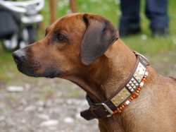 makakadi_nachwuchstreffen_feldkirch_2015_P1030749