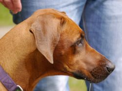 makakadi_nachwuchstreffen_feldkirch_2015_P1030752