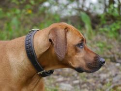 makakadi_nachwuchstreffen_feldkirch_2015_P1030753