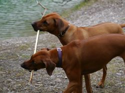 makakadi_nachwuchstreffen_feldkirch_2015_P1030757