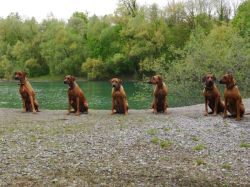 makakadi_nachwuchstreffen_feldkirch_2015_P1030771