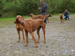 makakadi_nachwuchstreffen_feldkirch_2015_P1030776