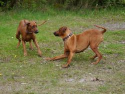 makakadi_nachwuchstreffen_feldkirch_2015_P1030802