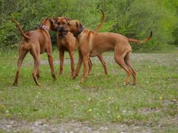 makakadi_nachwuchstreffen_feldkirch_2015_P1030810