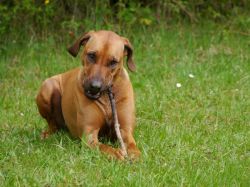 makakadi_nachwuchstreffen_feldkirch_2015_P1030815