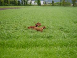 makakadi_nachwuchstreffen_feldkirch_2015_P1030833