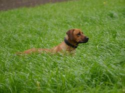 makakadi_nachwuchstreffen_feldkirch_2015_P1030837