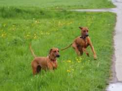 makakadi_nachwuchstreffen_feldkirch_2015_P5029213