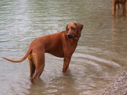 makakadi_nachwuchstreffen_feldkirch_2015_P5029231