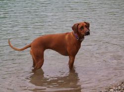 makakadi_nachwuchstreffen_feldkirch_2015_P5029242