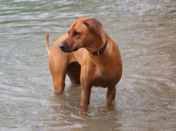 makakadi_nachwuchstreffen_feldkirch_2015_P5029244