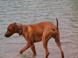 makakadi_nachwuchstreffen_feldkirch_2015_P5029249