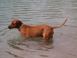 makakadi_nachwuchstreffen_feldkirch_2015_P5029257