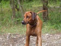 makakadi_nachwuchstreffen_feldkirch_2015_P5029271