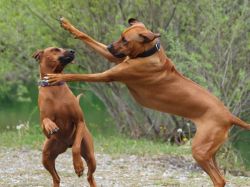 makakadi_nachwuchstreffen_feldkirch_2015_P5029330