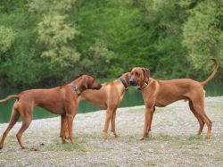 makakadi_nachwuchstreffen_feldkirch_2015_P5029338