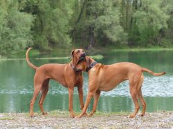 makakadi_nachwuchstreffen_feldkirch_2015_P5029339