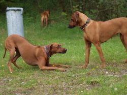 makakadi_nachwuchstreffen_feldkirch_2015_P5029371