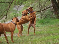 makakadi_nachwuchstreffen_feldkirch_2015_P5029396