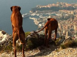 adongo_macuma_monaco_11_1