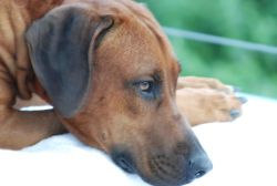 20100627_Lisimba_Adongo_0223