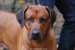 20101030_Lisimba_Adongo_0023