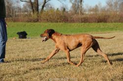 20101114_Lisimba_Adongo_2403