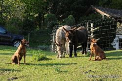 20110415_shakawe_lisimba_adongo_makakadi__achammer_14