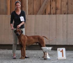 20110511_walchsee_adongo_bester_ruede_aus_AT_zucht_1_gross