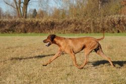 20111101_Bewegungsstudie_Adongo