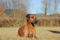 20111105_shakawe_lisimba_adongo_makakadi__achammer_27