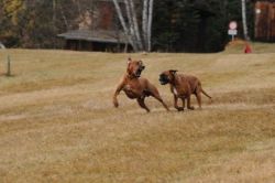 20111105_shakawe_lisimba_adongo_makakadi__achammer_3