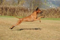 20111105_shakawe_lisimba_adongo_makakadi__achammer_7