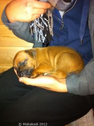 20101129_Makakadi_0039
