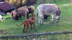 20110417_Makakadi_0344