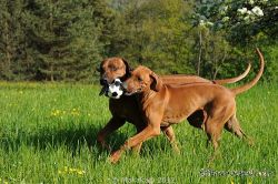 20110417_Makakadi_C2011-04-17-0315