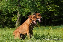 20110417_Makakadi_C2011-04-17-0398