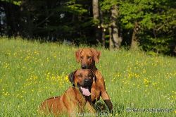 20110417_Makakadi_C2011-04-17-0428