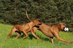 20110417_Makakadi_C2011-04-17-0450