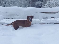 20121212_Macuma_im_Schnee_3